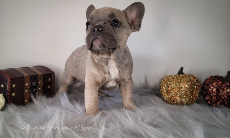 Premier AKC French Bulldog (Frenchie) Puppies - Northern Paradise Pups